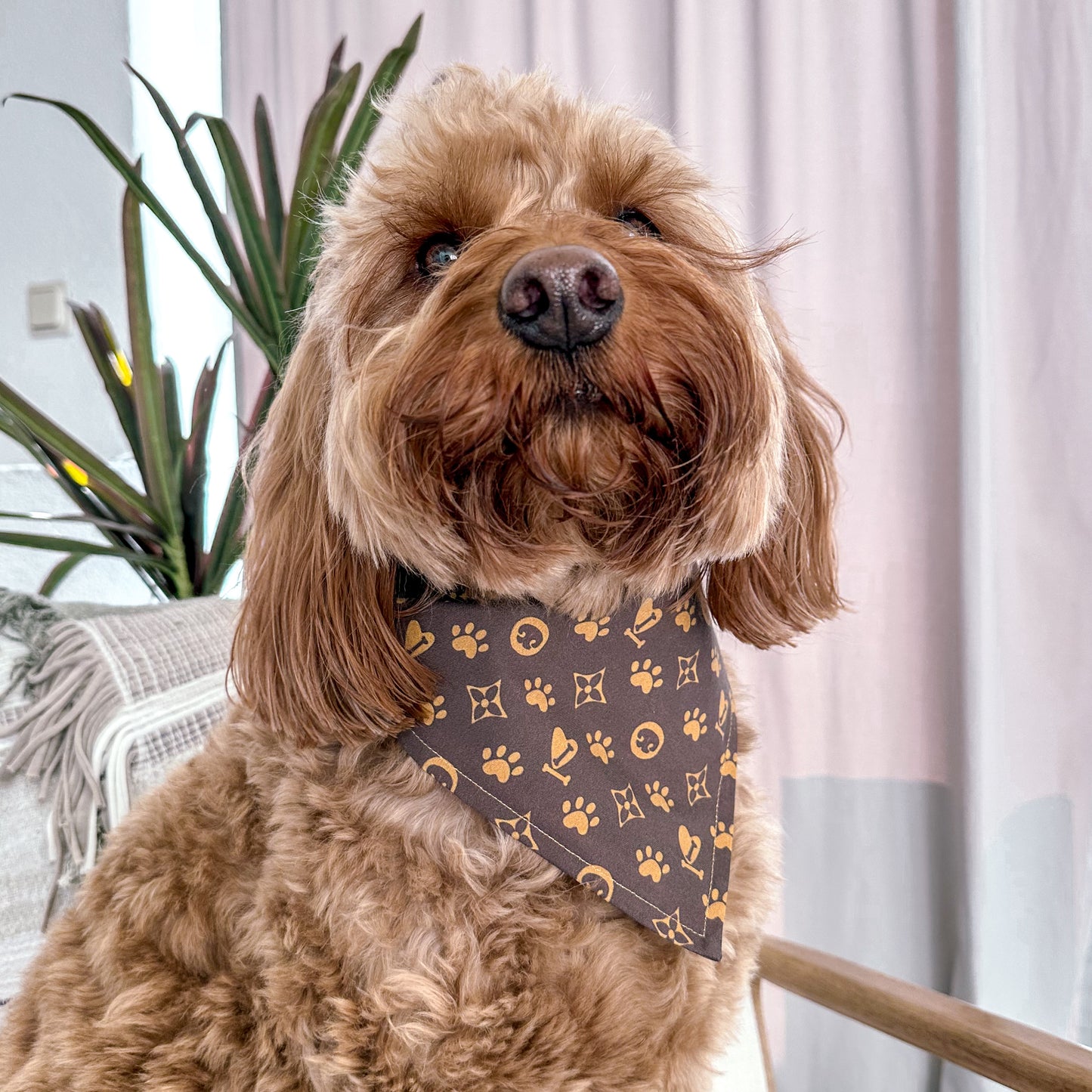 Chewy Vuitton